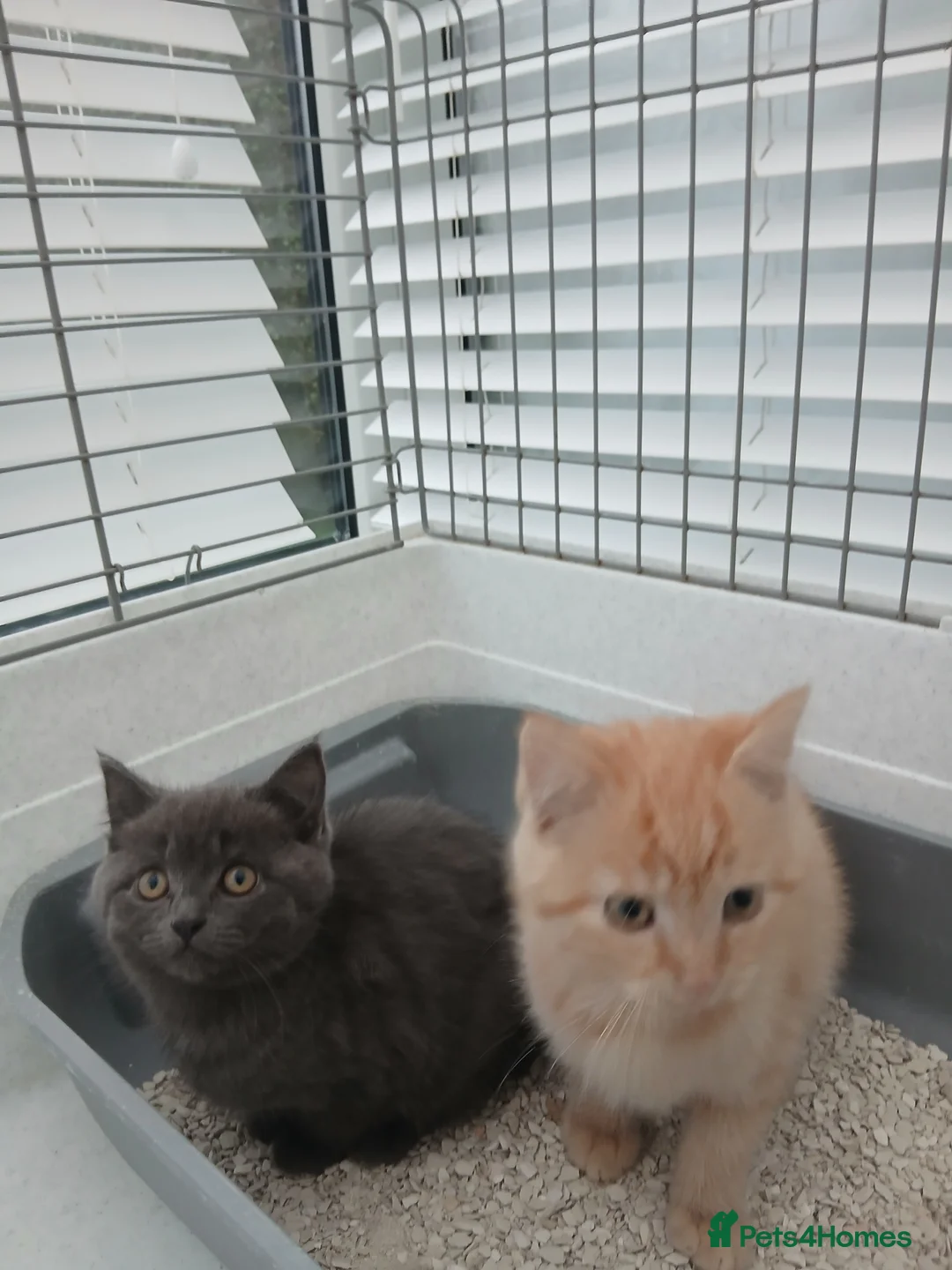 British Longhair cats for sale: British short-hair xxx - Advert 14