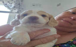 Cockapoo dogs for sale: Cockapoo puppoes - Image 10