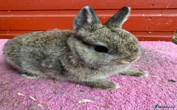 Netherland Dwarf rabbits for sale: Young Netherland Dwarfs for sale in Barrow-in-Furness - Image 18