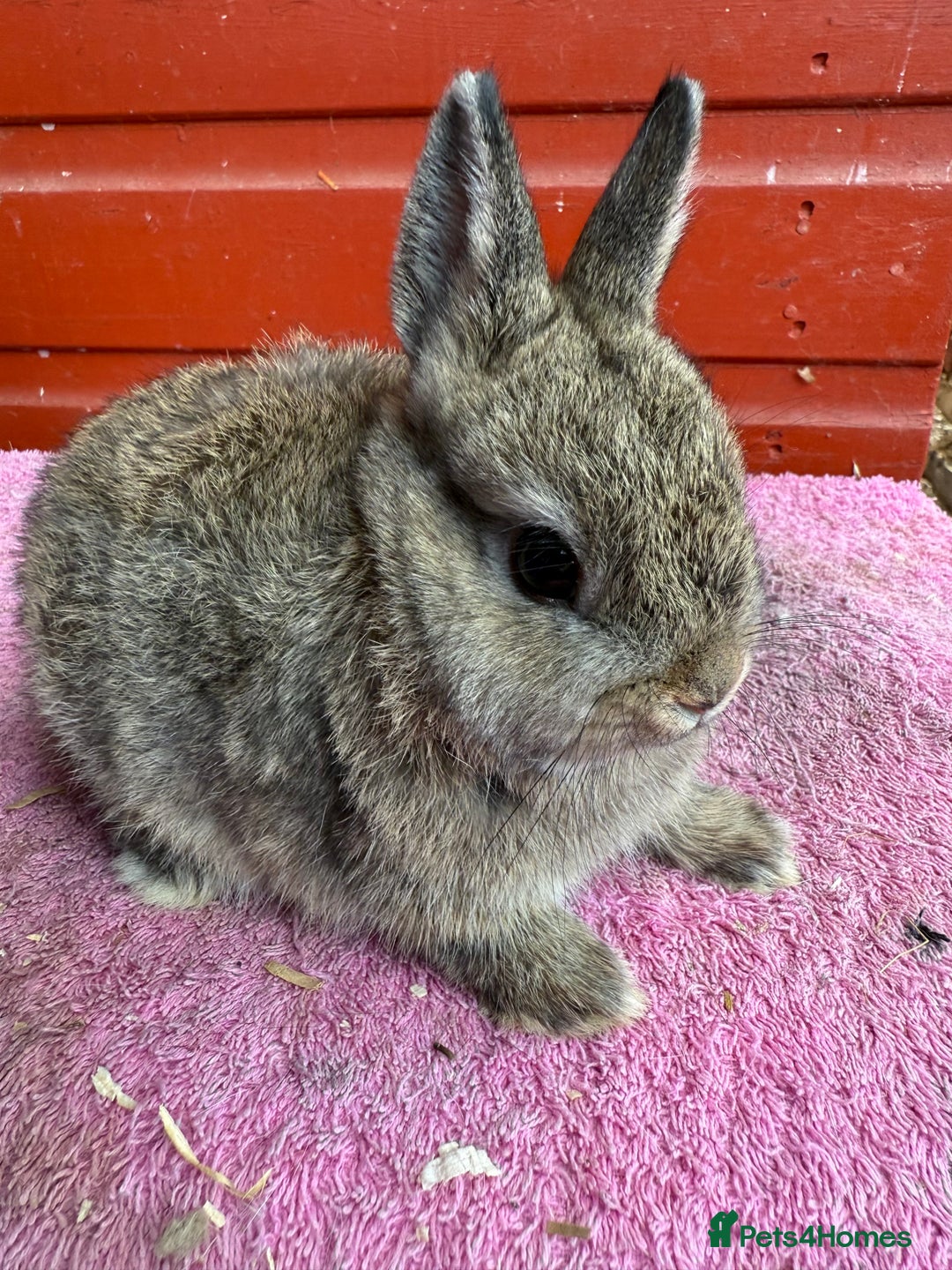 Netherland Dwarf rabbits for sale: Young Netherland Dwarfs for sale in Barrow-in-Furness - Image 18