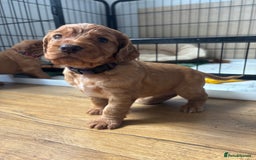 Cocker Spaniel dogs for sale: Working Cocker Spaniel - Image 2