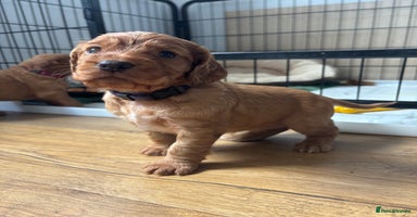 Cocker Spaniel dogs - Advert 3