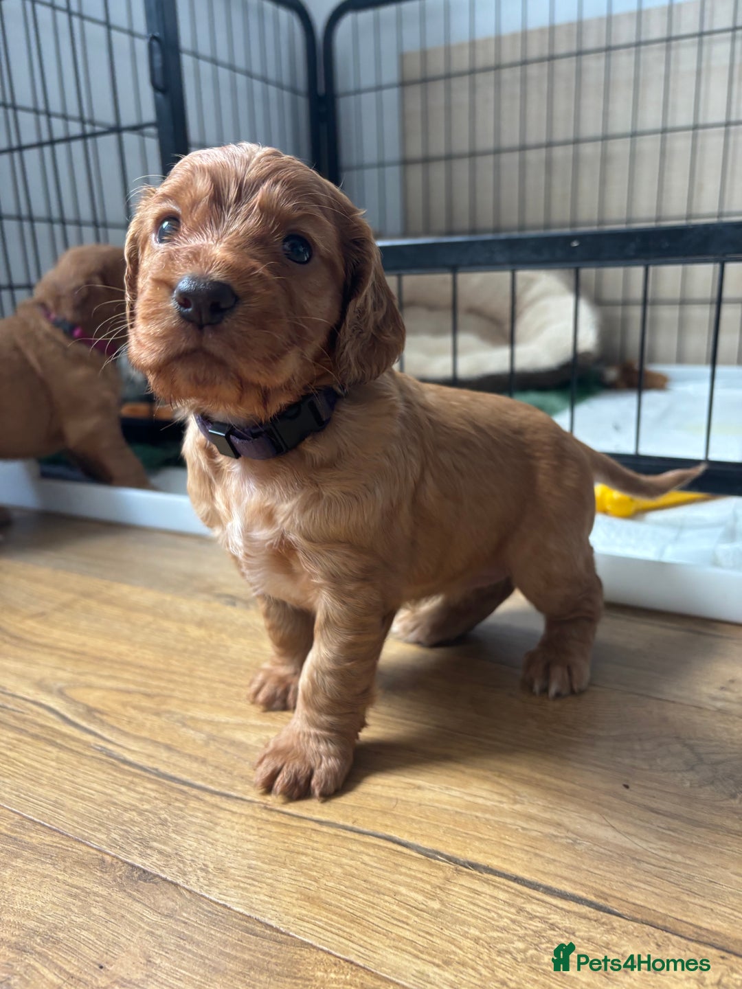 Cocker Spaniel dogs for sale: Working Cocker Spaniel - Image 2