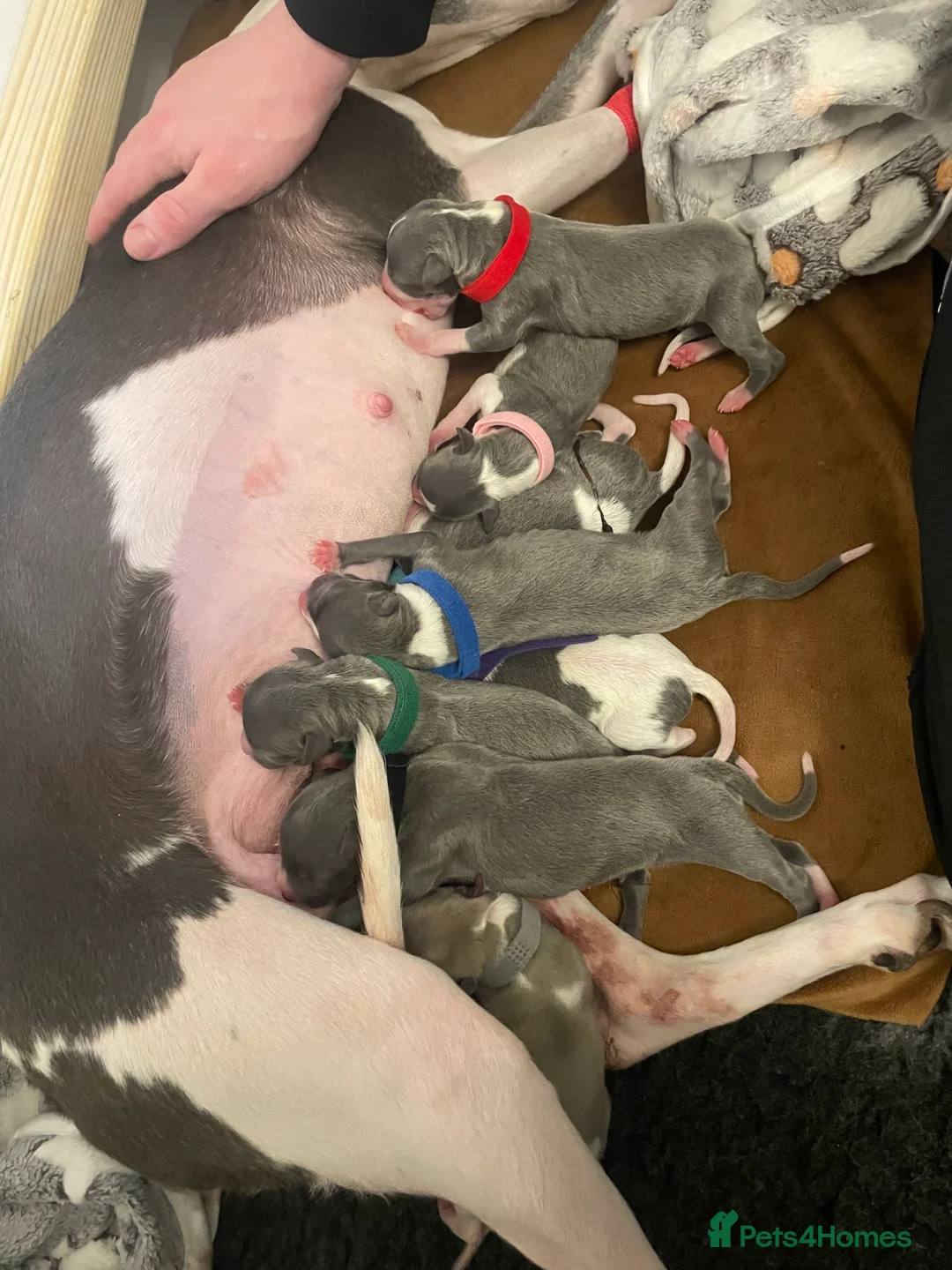 Whippet dogs for sale: KC whippet puppies for sale - Advert 4