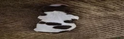 English Springer Spaniel dogs for sale: KC registered English Springer Spaniels - Advert 22