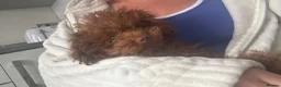 Miniature Poodle dogs for sale: Toy Asian poodle girl  - Advert 2