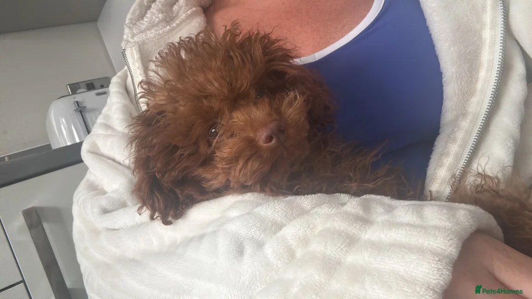 Miniature Poodle dogs for sale: Toy Asian poodle girl  - Advert 2