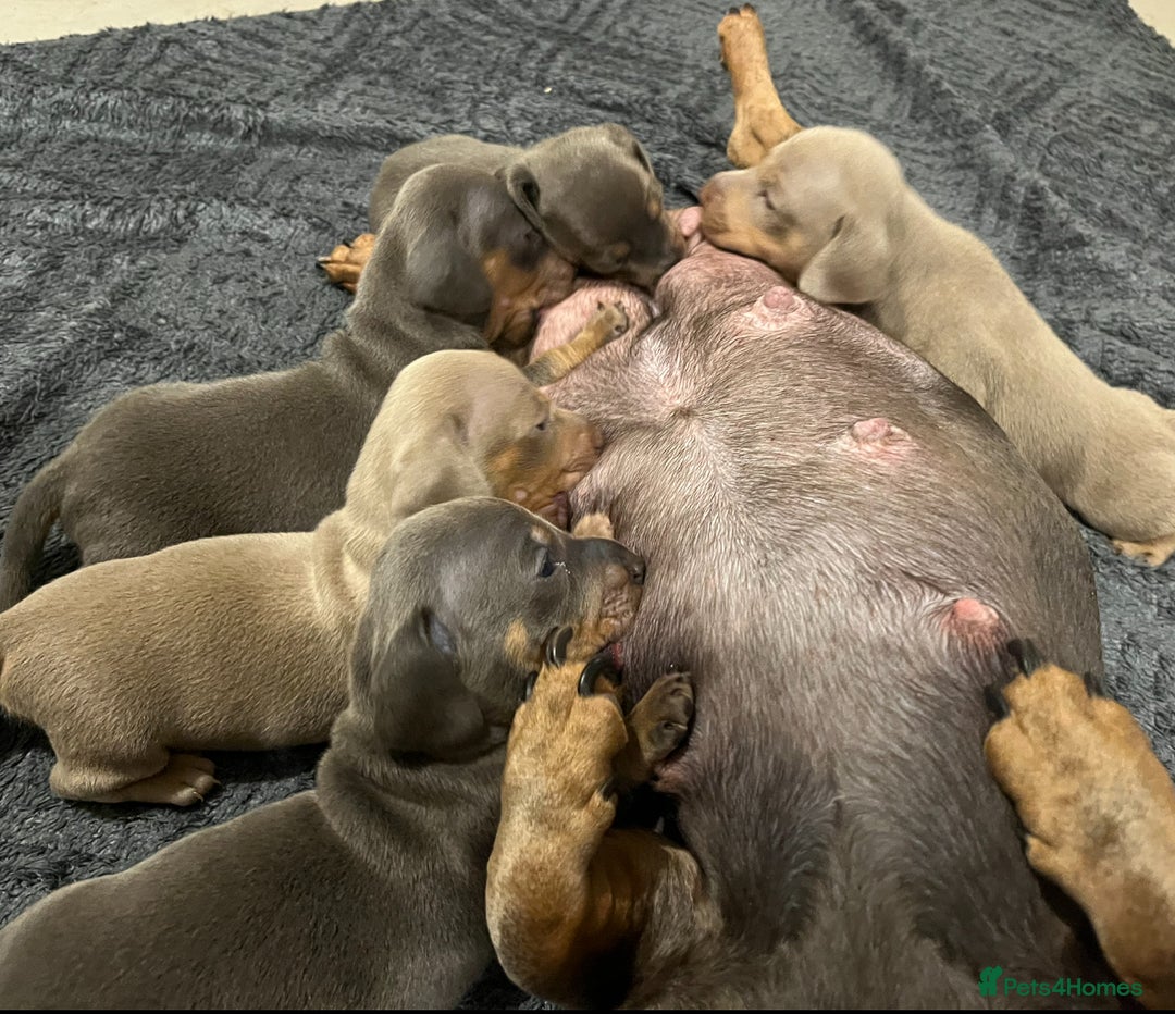 Dachshund dogs for sale: Stunning Dachshunds Viewing from 12 December  - Advert 15