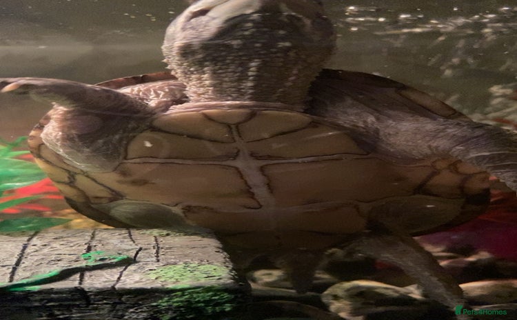 Turtle reptiles - Advert 15