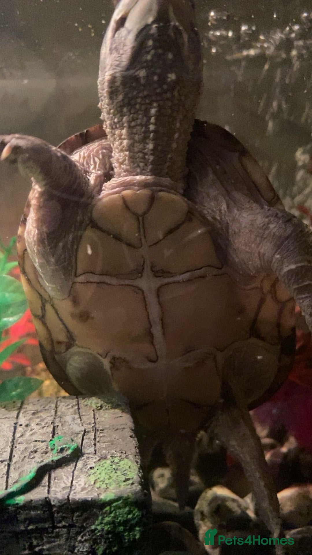 Turtle reptiles for sale: Musk turtle  - Image 1