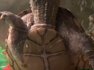 Turtle reptiles - Advert 9