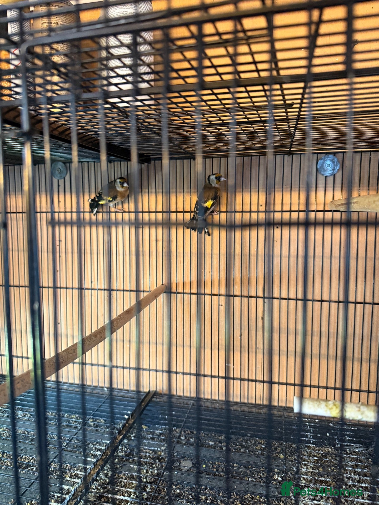 Finches birds Pair of goldfinches 2026 - Advert 2