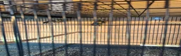 Finches birds for sale: Pair of goldfinches 2026 in Dagenham - Advert 1