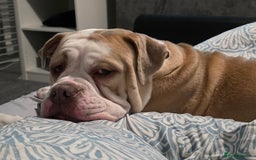 Olde English Bulldogge dogs for sale: 11 month old Pup for Rehoming - Image 5