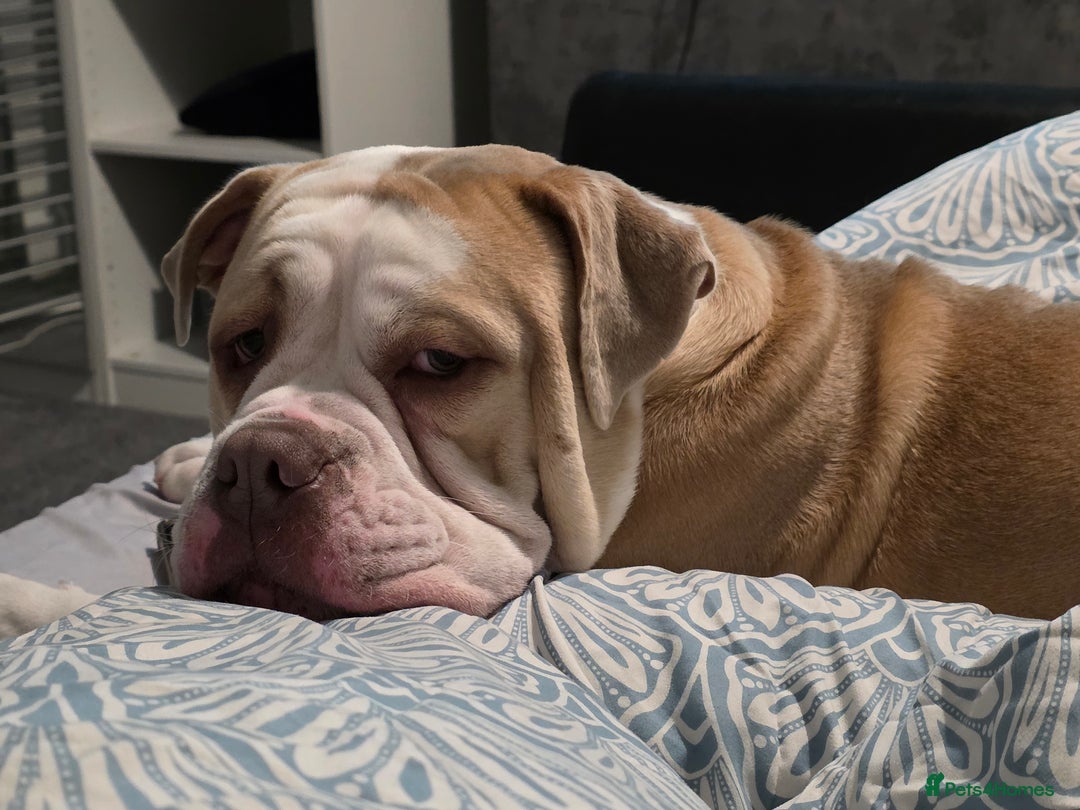 Olde English Bulldogge dogs for sale: 11 month old Pup for Rehoming - Image 5