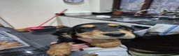Cocker Spaniel dogs for sale: Cocker spaniel puppies  - Advert 25
