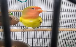 Lovebirds birds for sale: 3 baby lovebirds for sale - Image 2