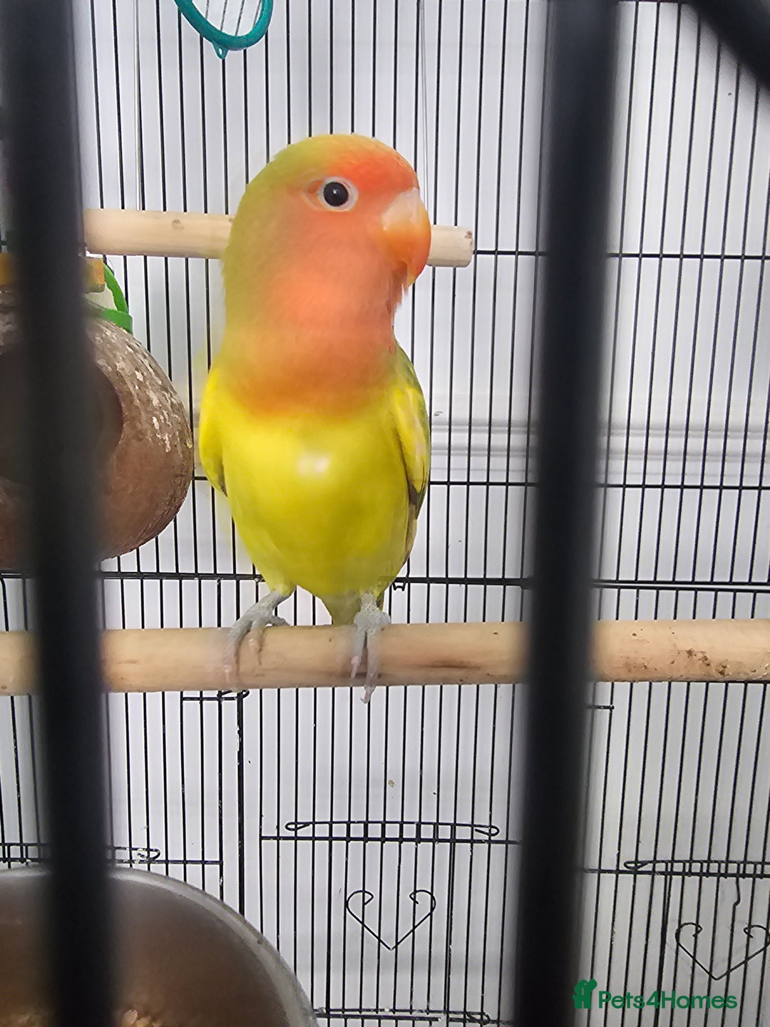 Lovebirds birds for sale: 3 baby lovebirds for sale - Image 2