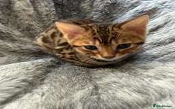 Bengal cats for sale: Bengal kittens. GONE. WAITING COLLECTION.  - Image 6