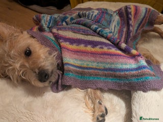 Jack Russell dogs Rough haired jack russel - Advert 1