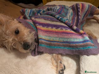 Jack Russell dogs Rough haired jack russel - Advert 9