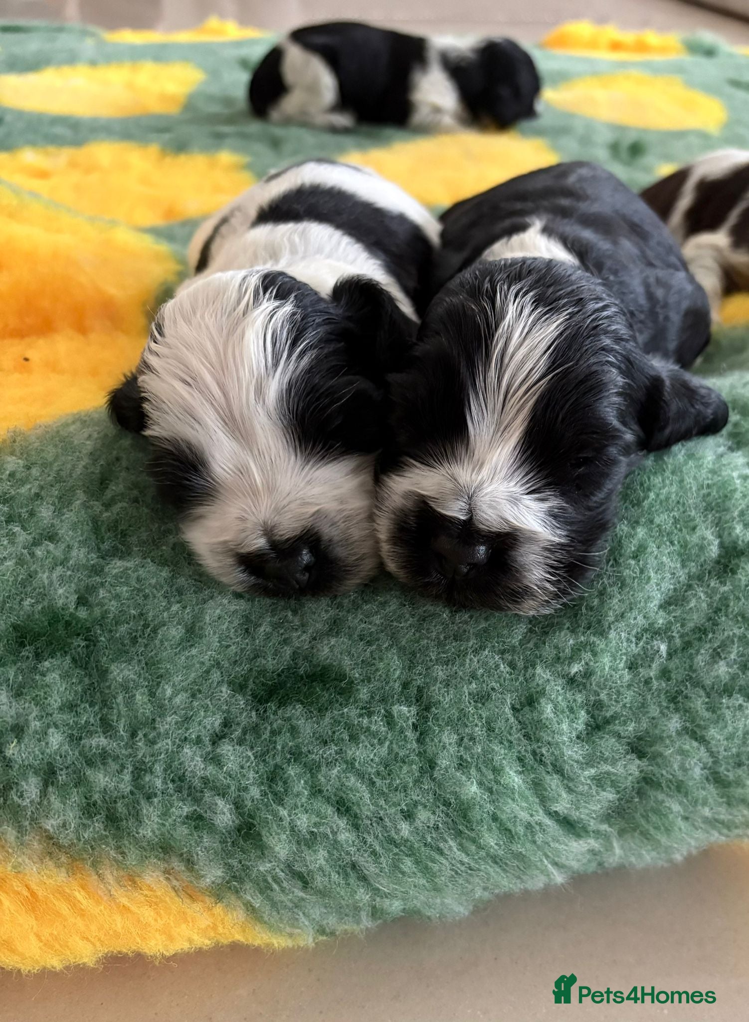 Cocker Spaniel dogs Kc reg show cocker spaniels fully health tested  - Advert 1