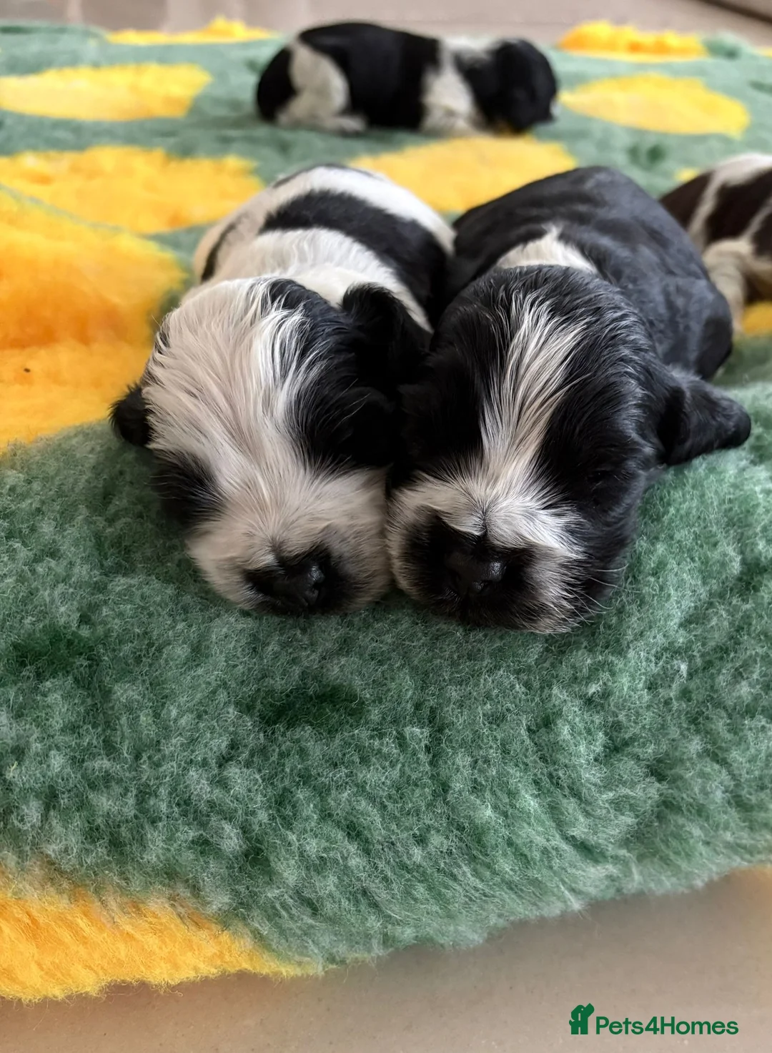 Cocker Spaniel dogs for sale: Kc reg show cocker spaniels fully health tested  - Advert 1