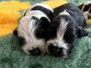 Cocker Spaniel dogs Kc reg show cocker spaniels fully health tested - Advert 2