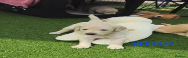 Double Doodle Puppy 1