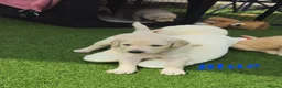 Double Doodle dogs for sale: Double Doodle Puppies (Hypoallergenic) - Advert 29