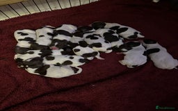 English Springer Spaniel dogs for sale: English springer spaniel pups - Image 1