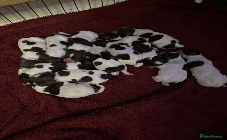 English Springer Spaniel dogs - Advert 1