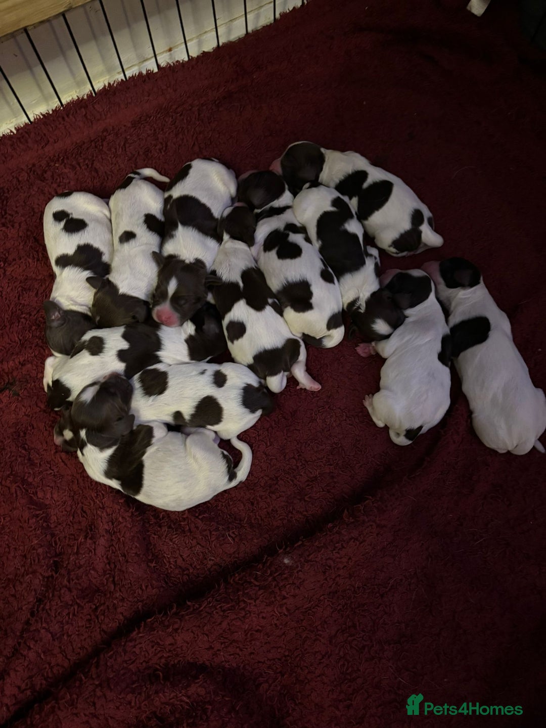 English Springer Spaniel dogs for sale: English springer spaniel pups - Image 1