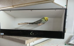 Budgerigars birds for sale: Budgerigars  - Image 10