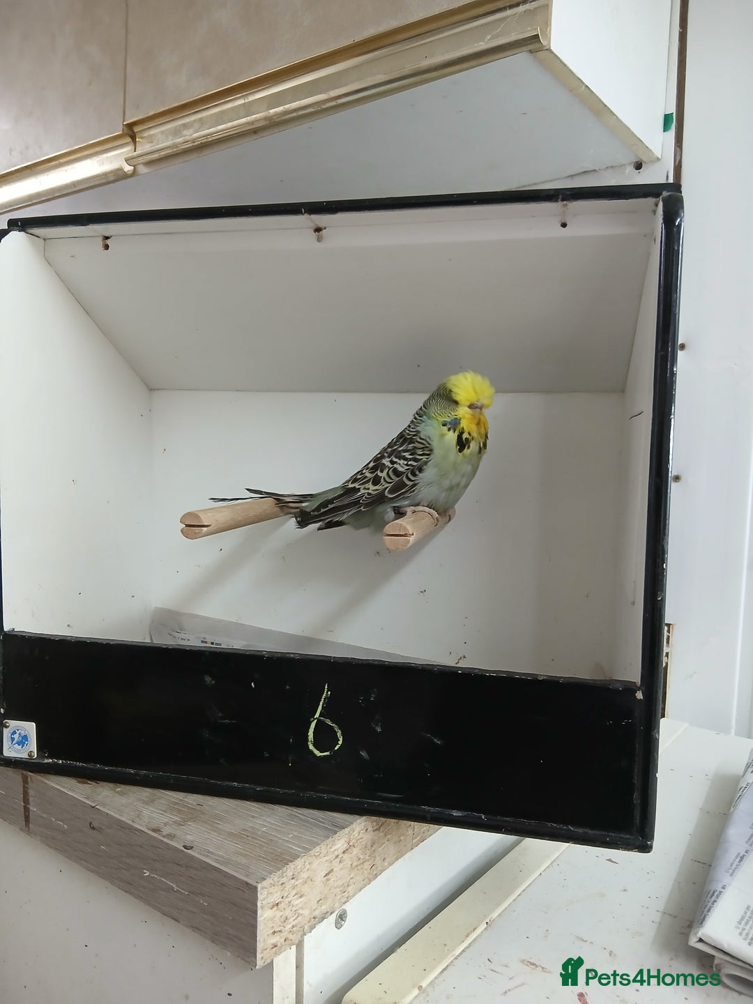 Budgerigars birds for sale: Budgerigars  - Image 10