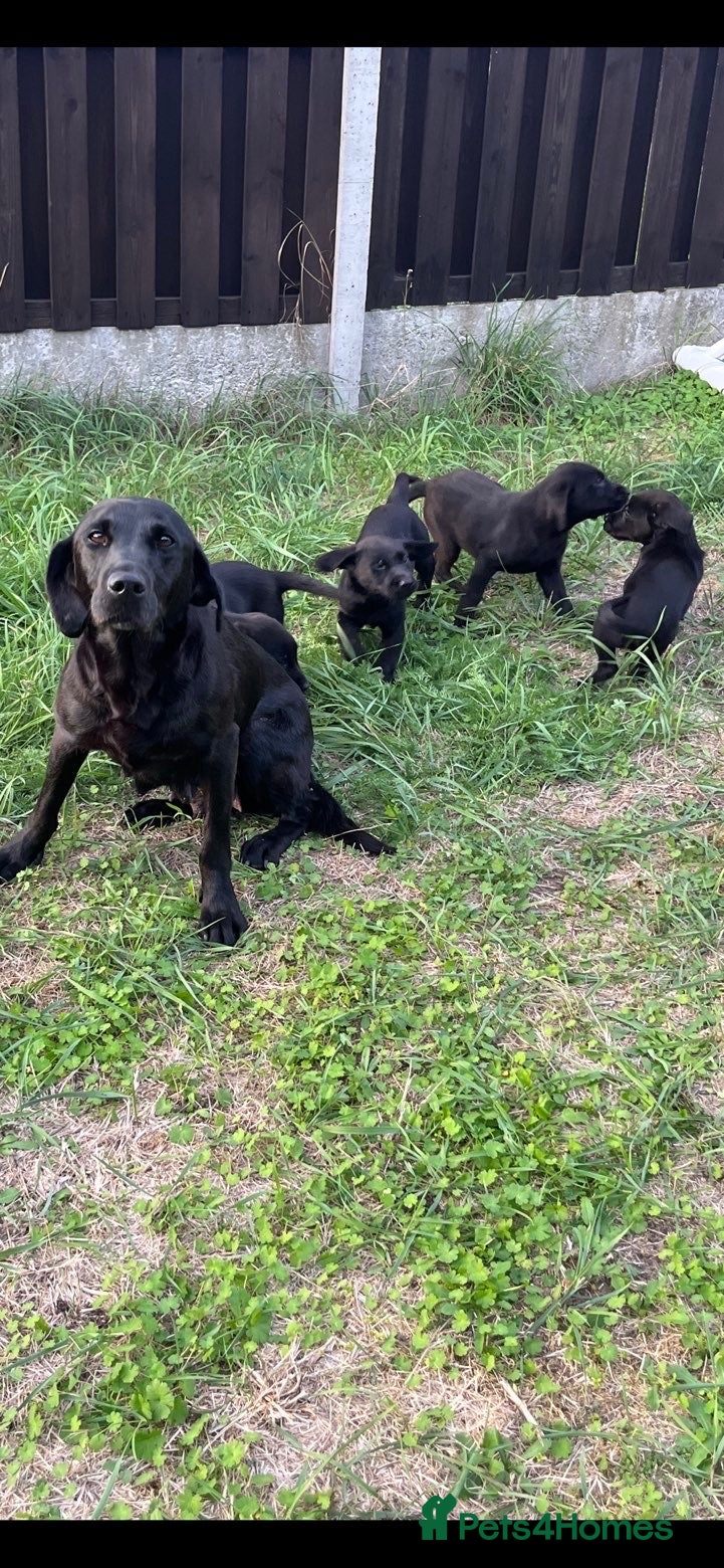 Labrador Retriever dogs Beautiful black labrador pups - Advert 1