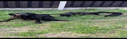 Labrador Retriever dogs for sale: Beautiful black labrador pups - Advert 1