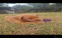 Labrador Retriever dogs for sale: Labrador Puppies  in Watchet - Image 13