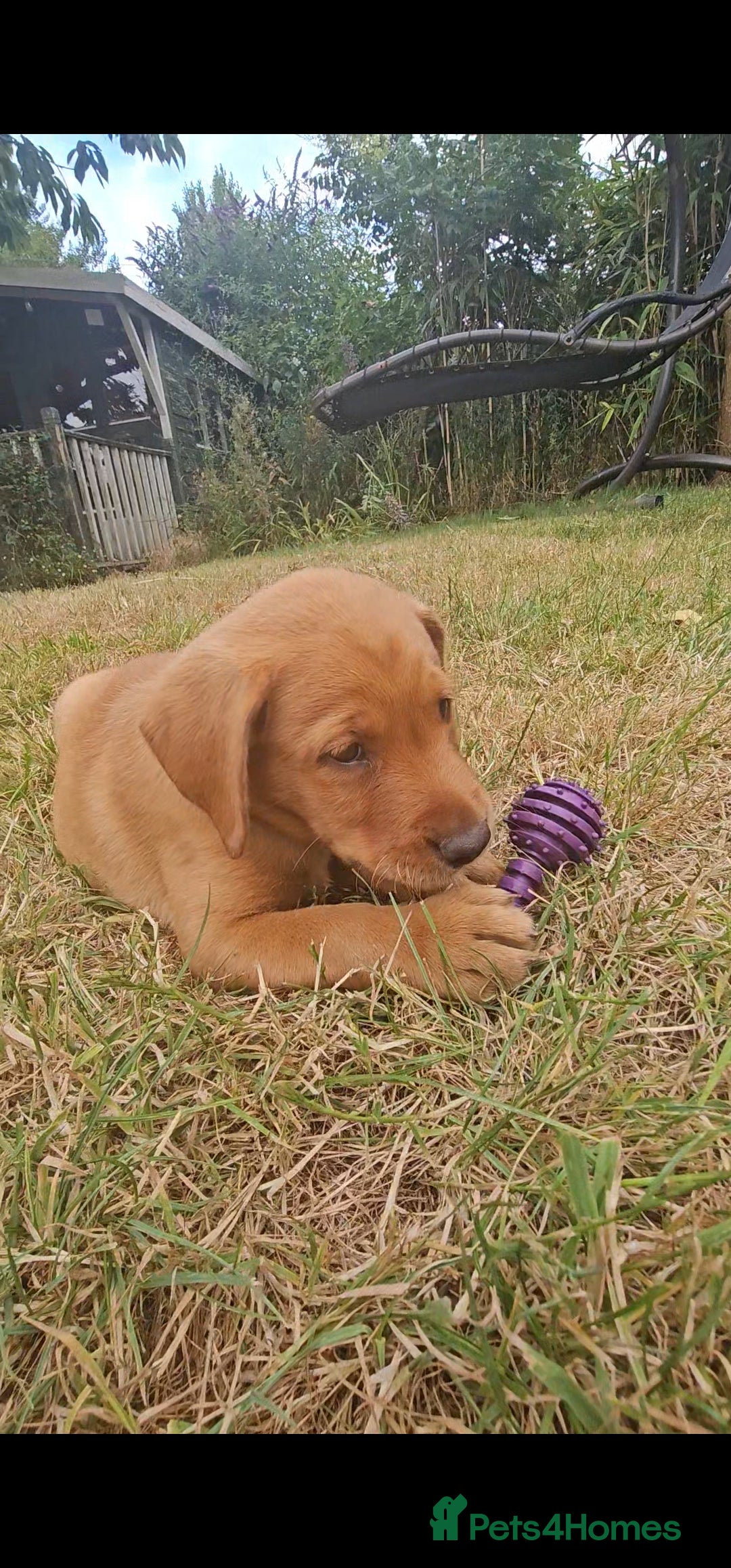 Labrador Retriever dogs for sale: Labrador Puppies  in Watchet - Image 13