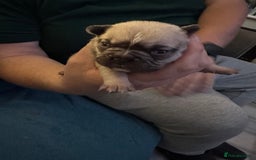 French Bulldog dogs for sale: French bulldog  - Image 2