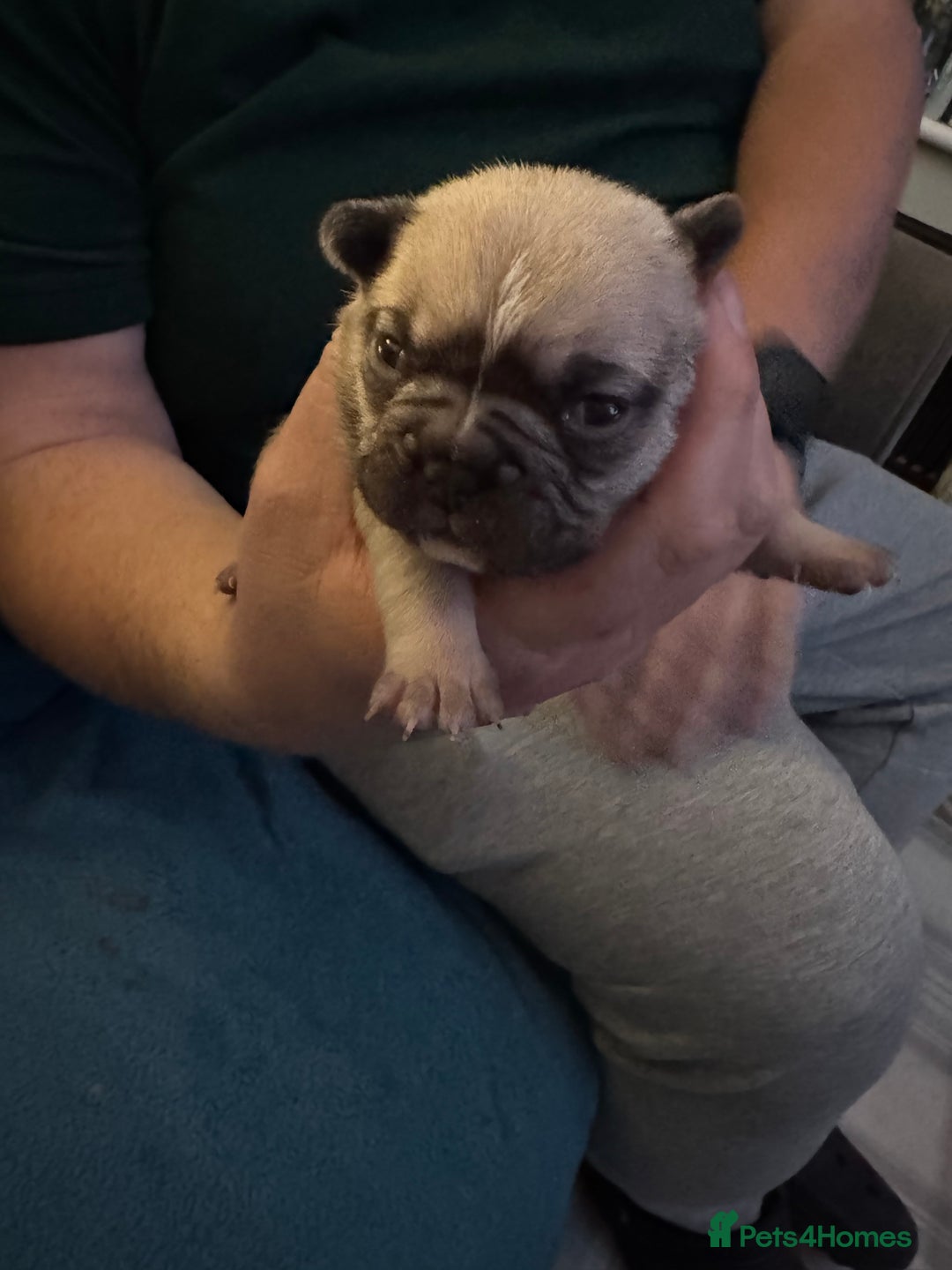 French Bulldog dogs for sale: French bulldog  - Image 2