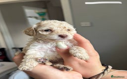 Sproodle dogs for sale: Gorgeous Sproodle Puppies - Image 6