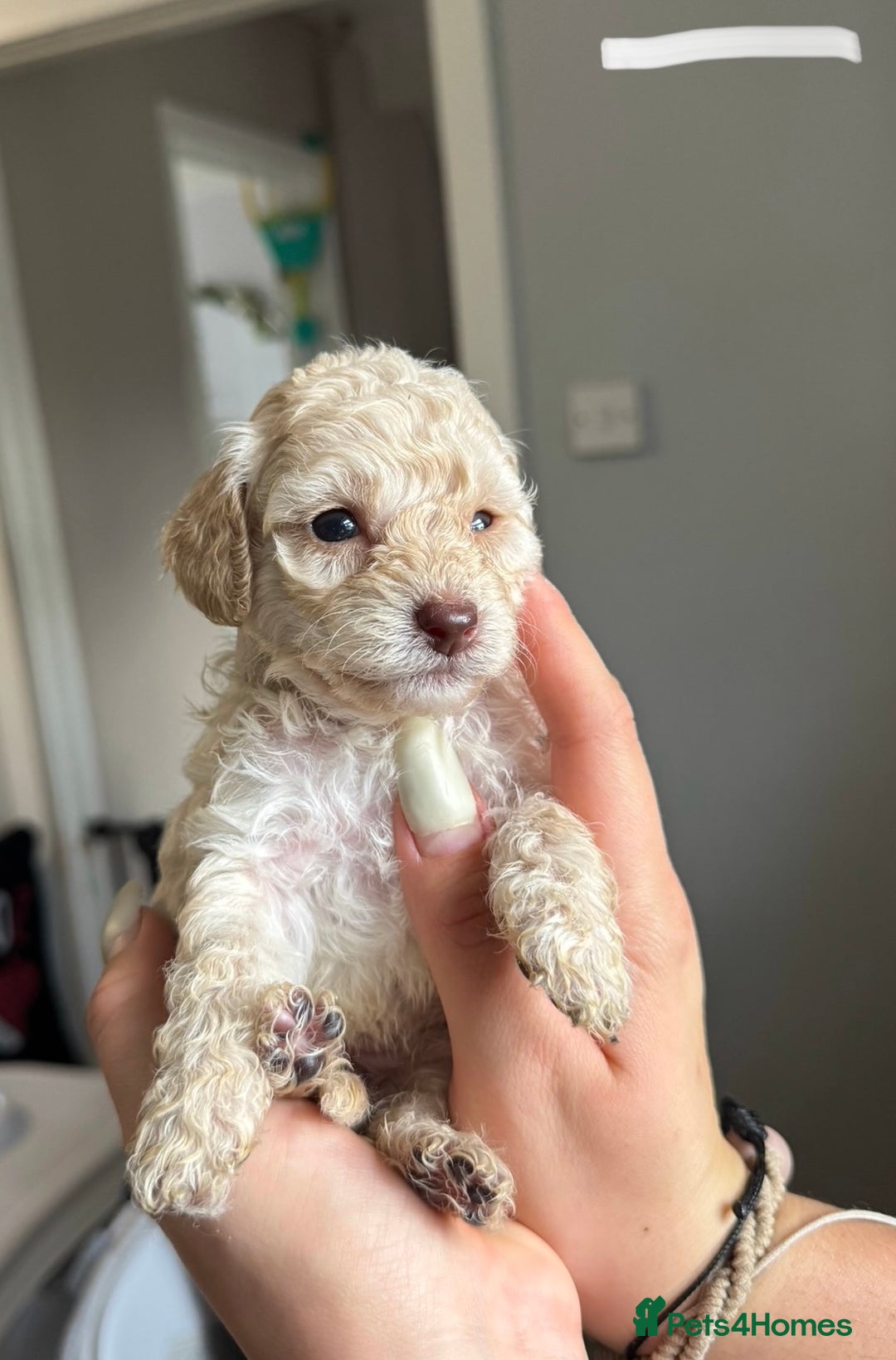 Sproodle dogs for sale: Gorgeous Sproodle Puppies - Image 6