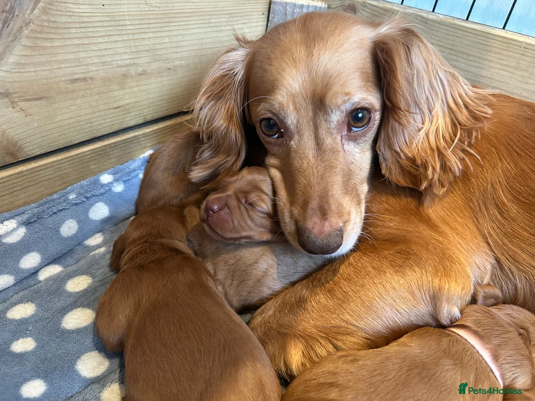 Cocker Spaniel dogs for sale: Stunning Red Kc Working Cocker Spaniels   - Advert 9