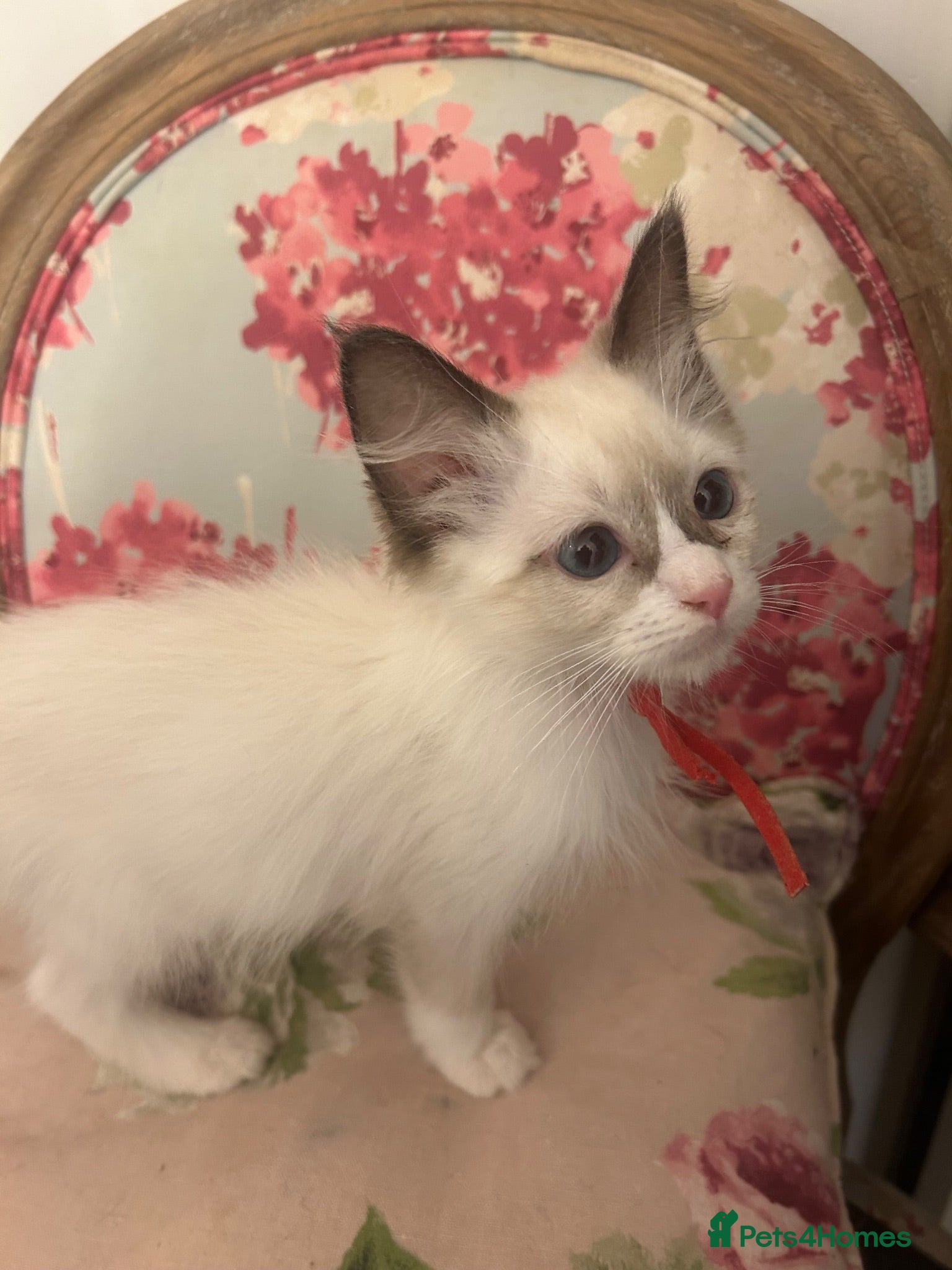 Ragdoll cats Pure Ragdoll Kittens Females & Males £350 REDUCED) - Advert 2