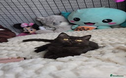 British Shorthair cats for sale: Beautiful Babies Available Ready To Leave - Image 14