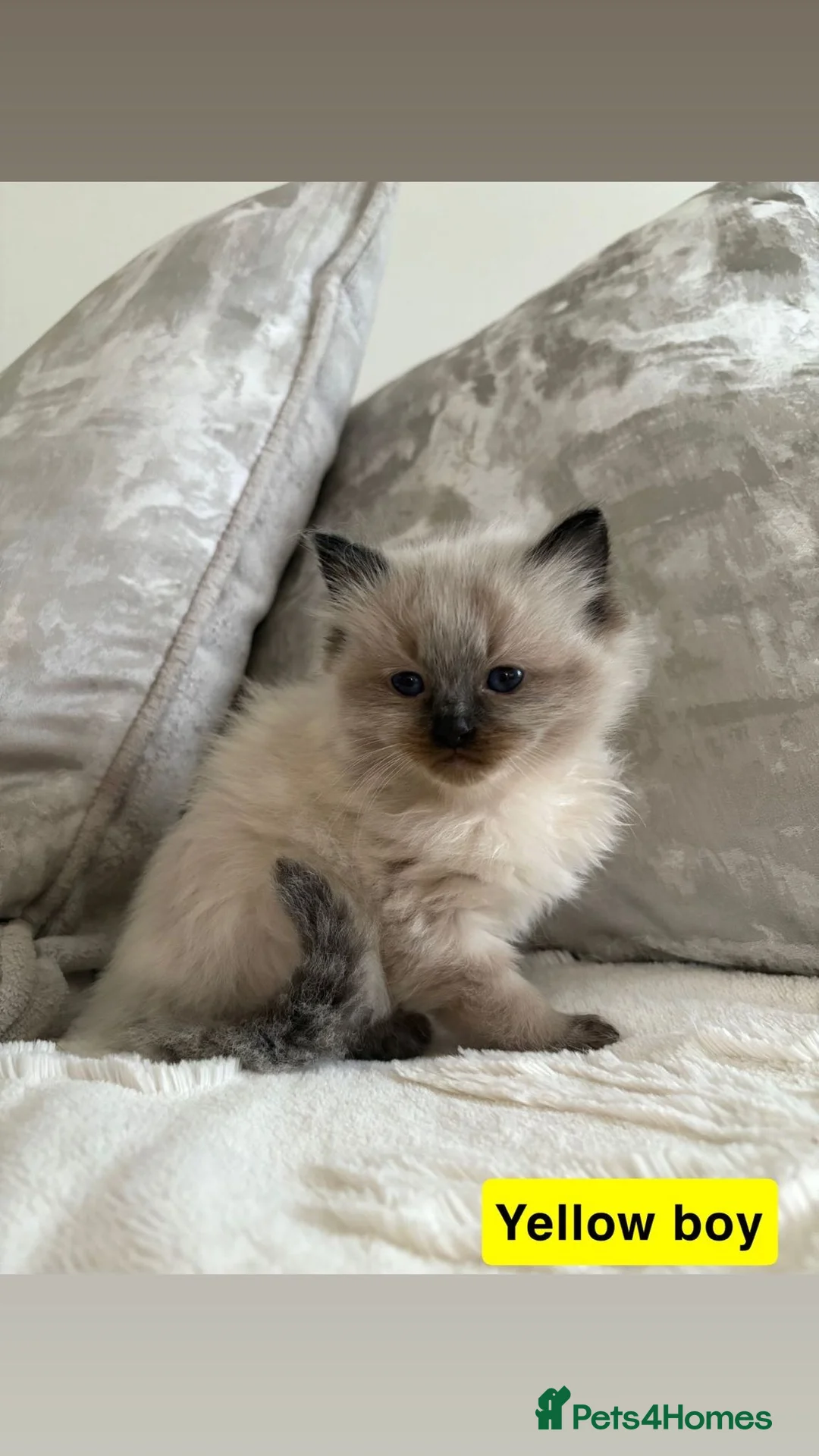 Ragdoll cats for sale: 5 Ragdoll Kittens 🐾  - Advert 8