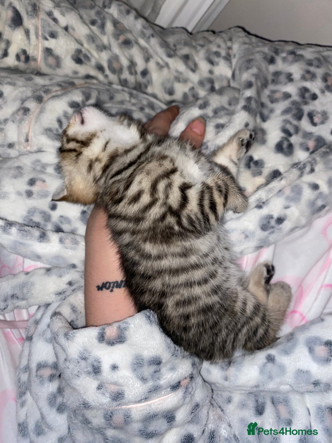 Savannah cats for sale: F4-F5+Savannah Kittens - Advert 4