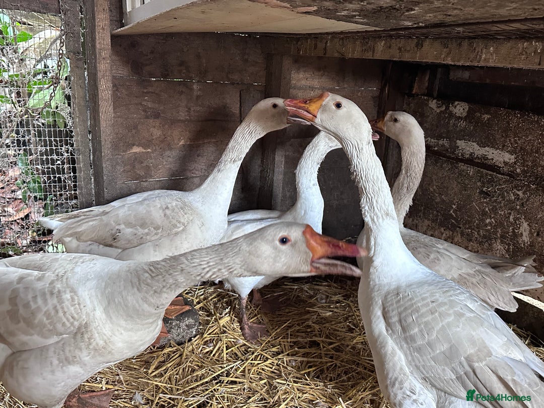 Geese poultry for sale: Nice tempered Geese x5  - Advert 3