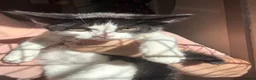 Mixed Breed cats for sale: 12 Kittens - Black/Black&White - Males/Females - Advert 7